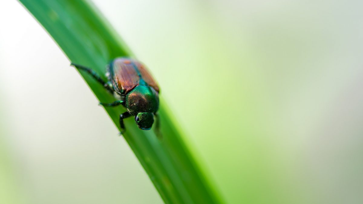 日頃のお手入れが大切！芝生に現れる害虫とその対策・駆除法をまとめて紹介