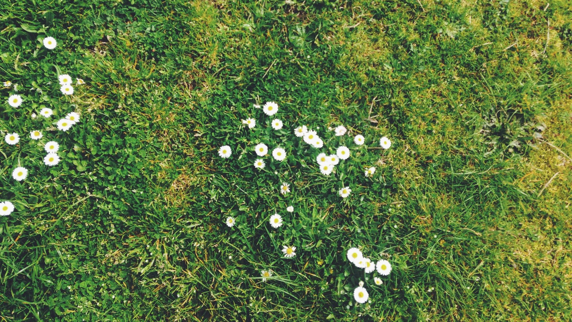 芝生を手入れする人必見 よく見る雑草と対処法4選 芝生のことなら しばふる 芝生を手入れする人必見 よく見る雑草と対処法4選 芝生のことなら しばふる
