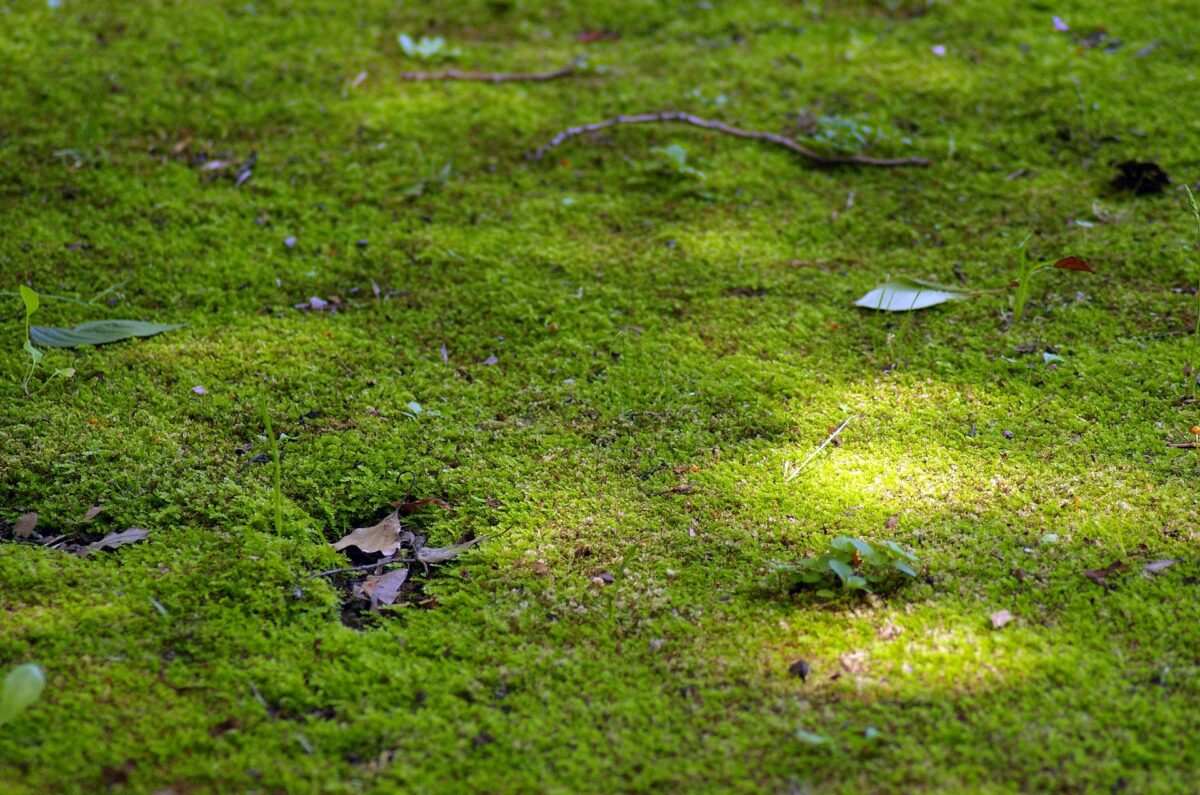 芝生に生えた苔の除去が面倒 おすすめの除草剤と防除方法を紹介 芝生のことなら しばふる