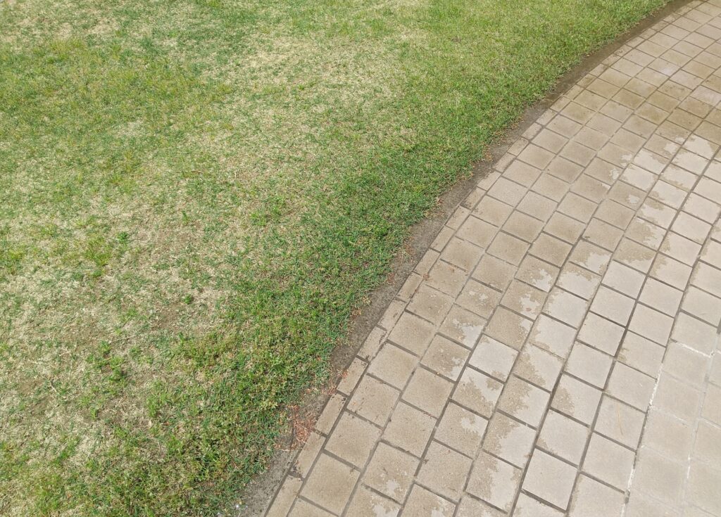 芝生に生えた苔の除去が面倒 おすすめの除草剤と防除方法を紹介 芝生のことなら しばふる