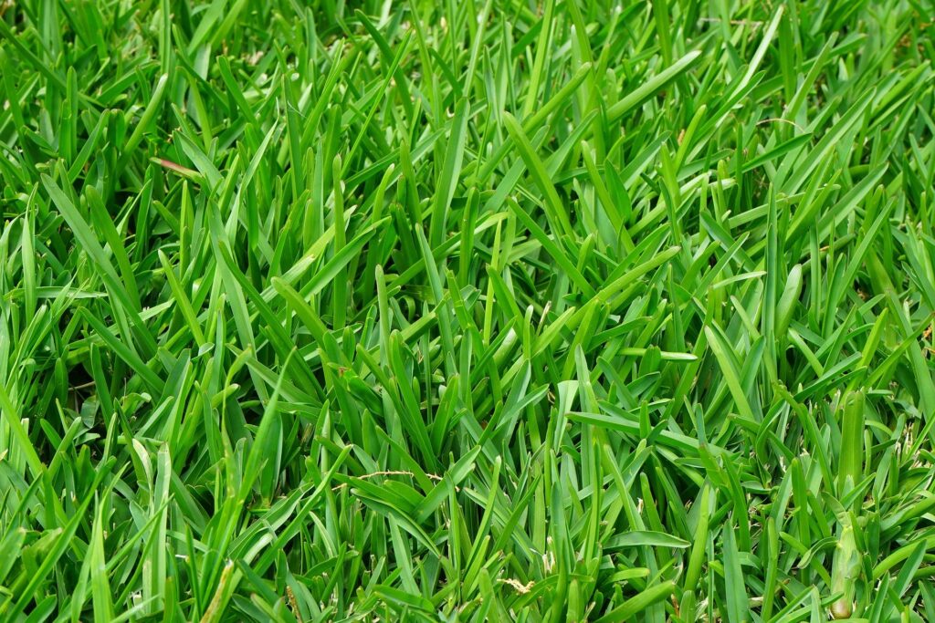 芝生の水やり 散水のコツを解説 元気に育てるために重要なポイント 芝生のことなら しばふる