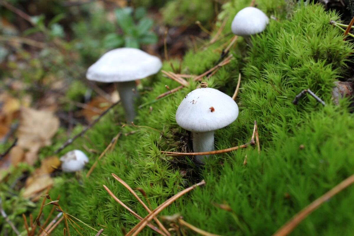 芝生になぞのキノコが生えていた…芝生に生えてしまうキノコの種類と対策