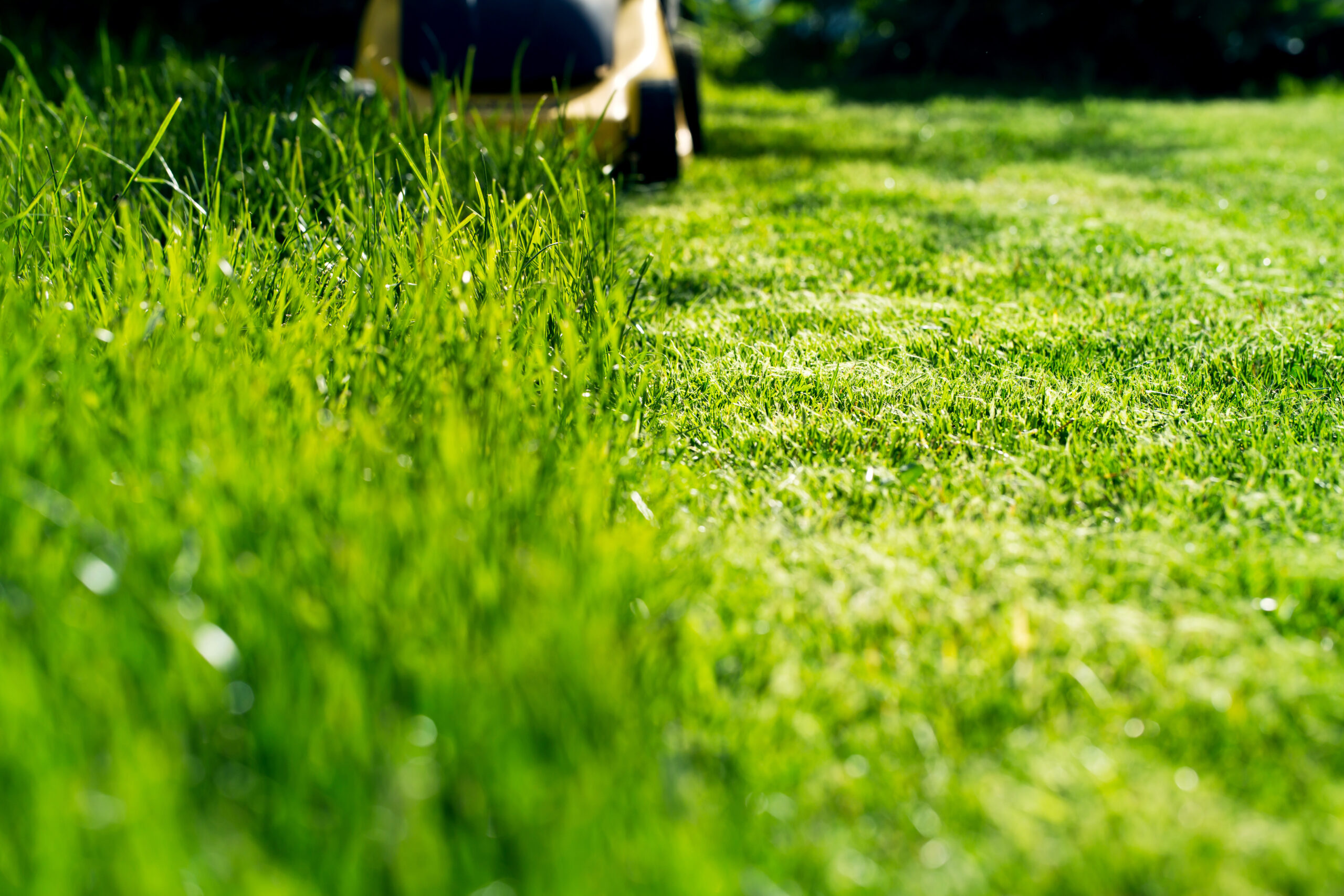 芝生は伸びすぎるとデメリットが多い 伸びすぎた芝生の刈り方とは 芝生のことなら しばふる