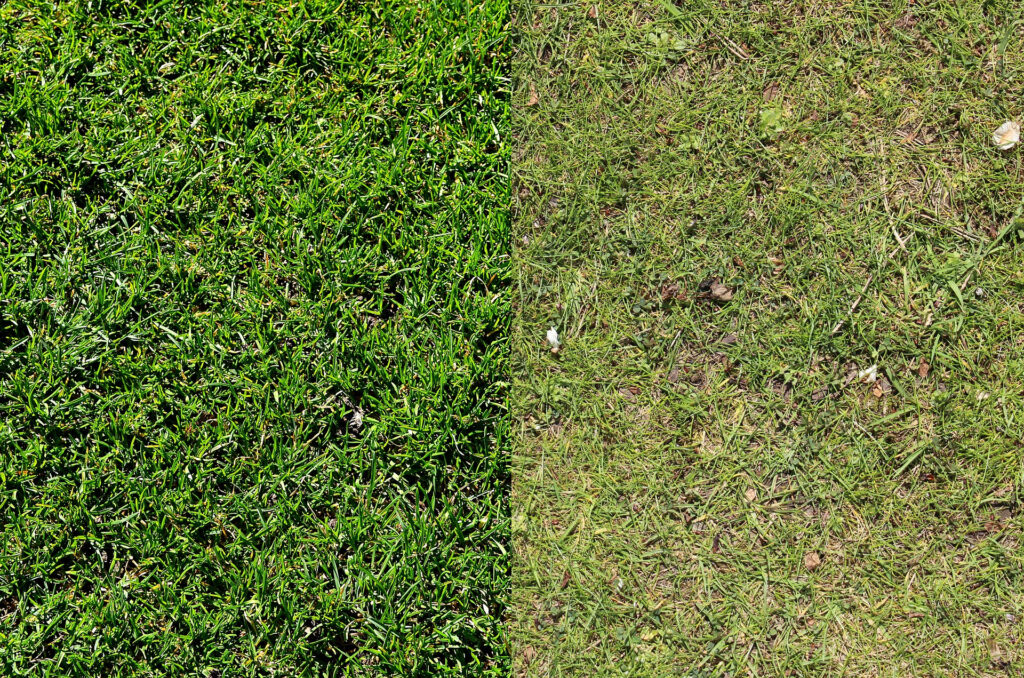 芝生が青くならない原因と対処法｜同じ品種なのに色が違う理由