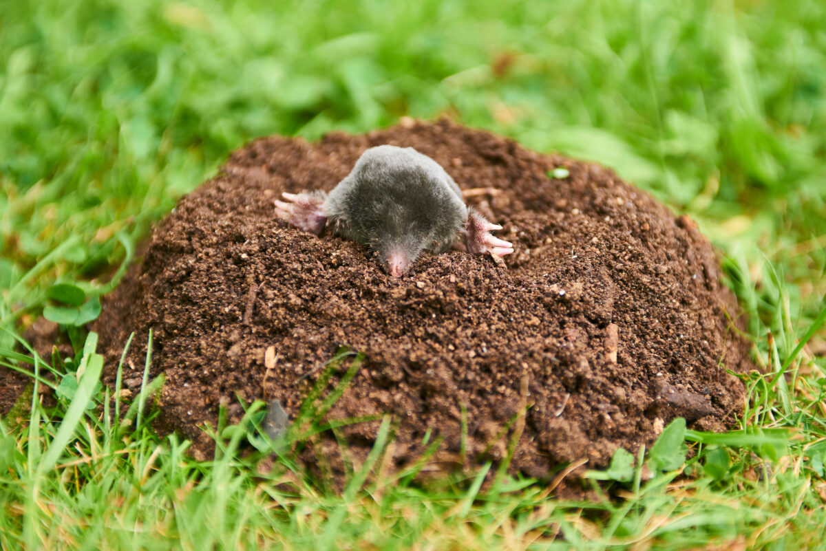 つぶらな瞳で芝生を荒らす害獣・モグラ。退治方法と鳥獣保護法による注意点を紹介