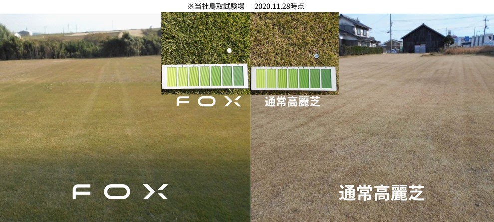FOX緑期間比較
