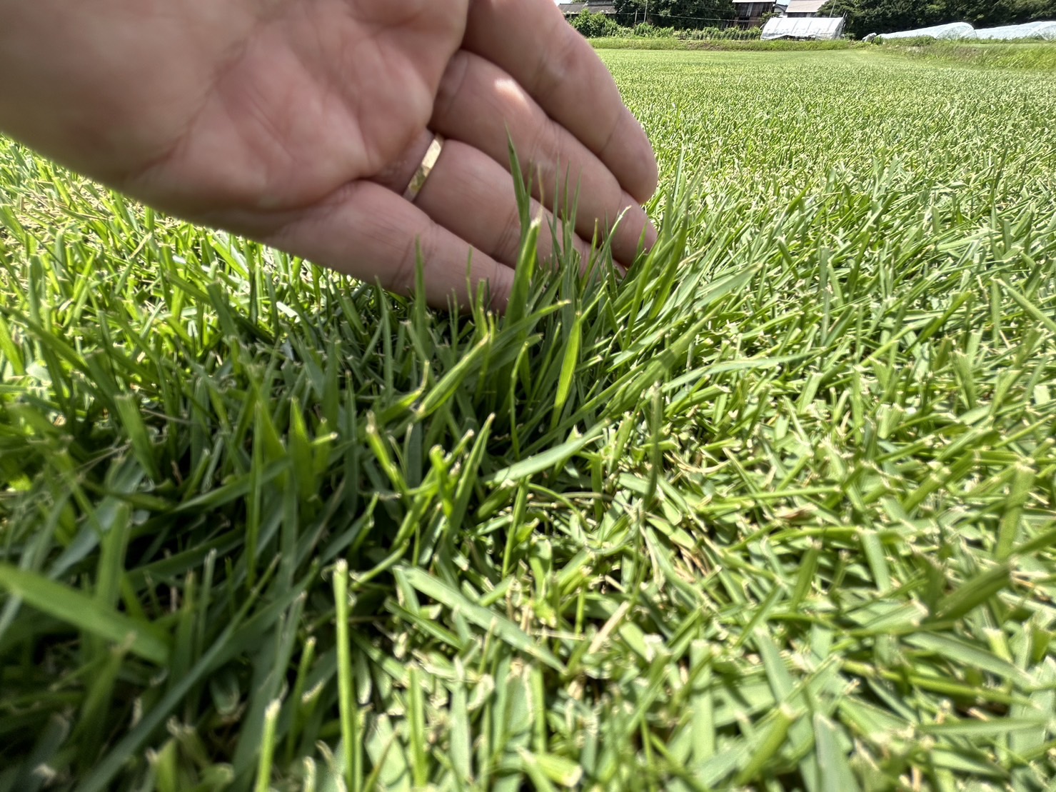 寒さに強い！改良高麗芝「FOX（フォックス）」を紹介します | 芝生の